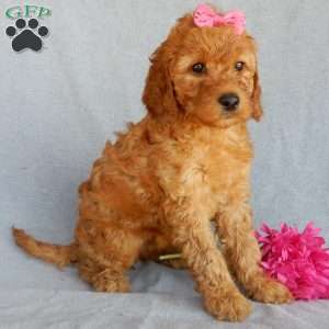 Bubbles (medium), Goldendoodle Puppy